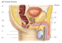 Anatomi sistem reproduksi pria tampak samping