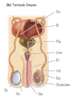 Anatomi sistem reproduksi pria tampak depan