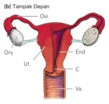 anatomi_sistem_reproduksi_wanita_tampak_depan.webp