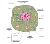 Diagram ultrastruktur sel hewan yang dapat dilihat menggunakan mikroskop elektron