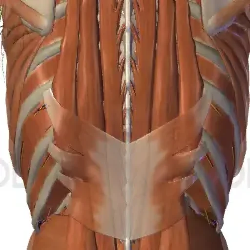 Mobilitas pada Manusia