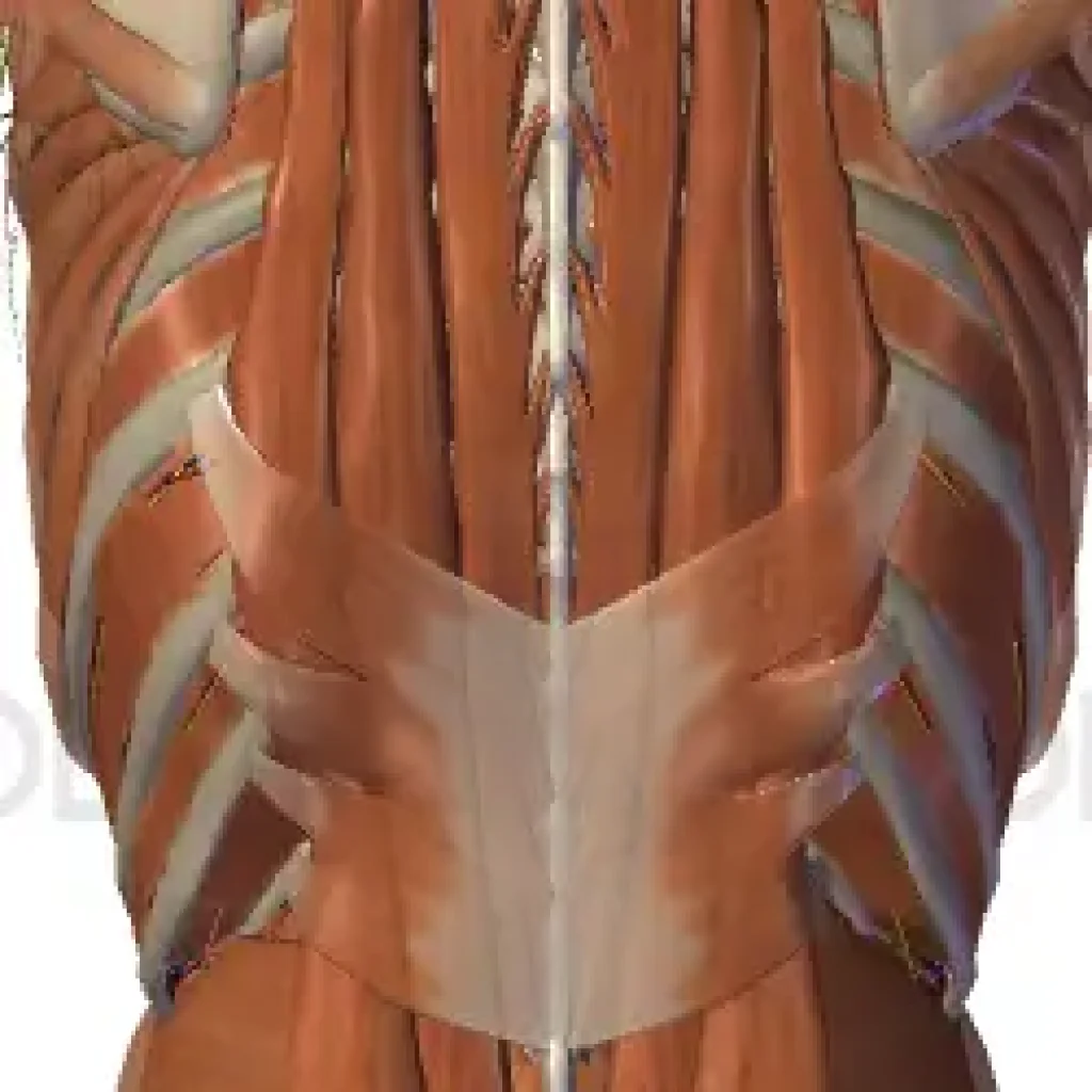 Mobilitas pada Manusia