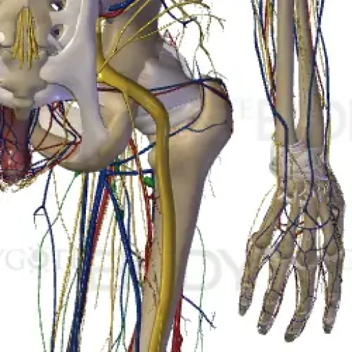 Struktur, Fungsi, dan Kelainan serta Gangguan pada Sistem Gerak